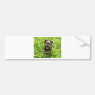 Adorable Terrier Dog Bumper Sticker