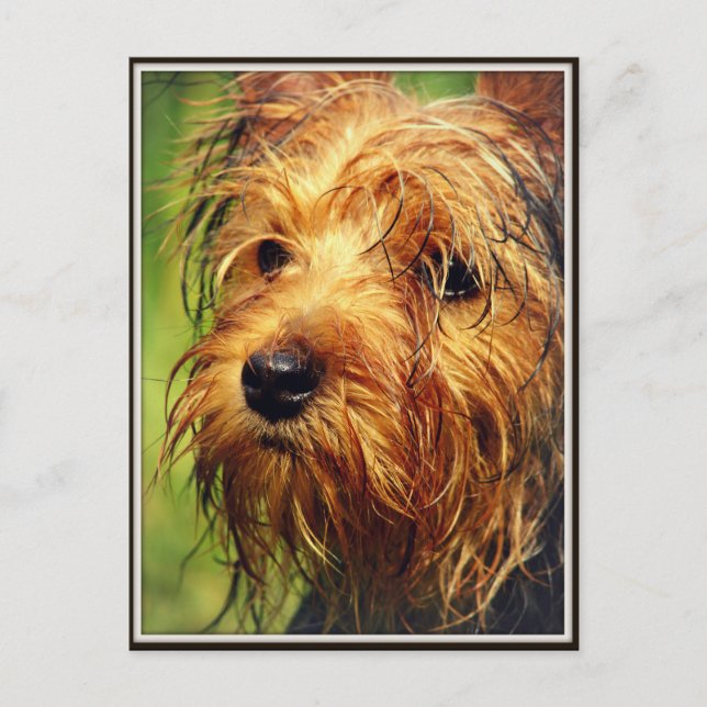 Adorable Terrier Dog with a Wet Face Postcard (Front)