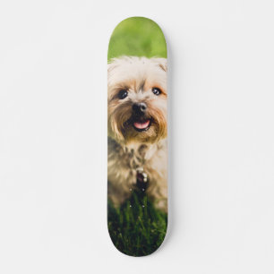 Adorable Terrier Puppy Skateboard