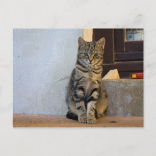 Adorable Tiger Cat Baby Postcard