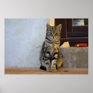 Adorable Tiger Cat Baby Poster