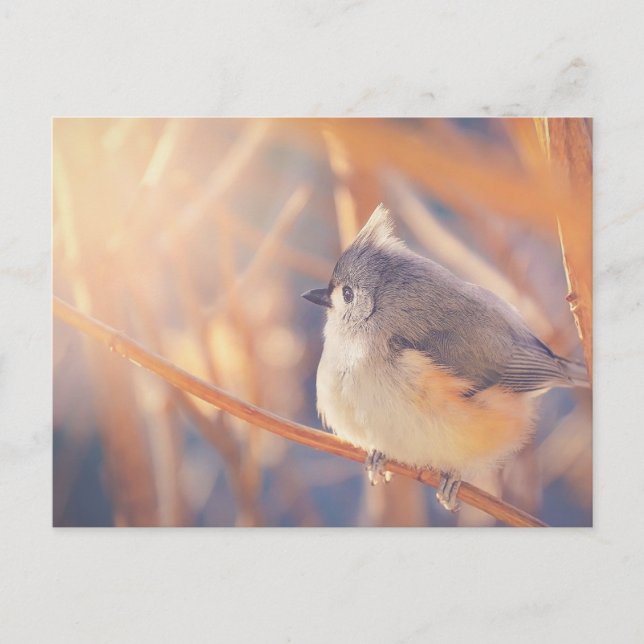 Adorable Tufted Titmouse Bird Postcard (Front)