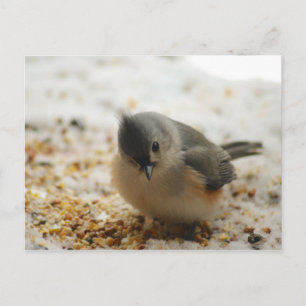 Adorable Tufted Titmouse Postcard