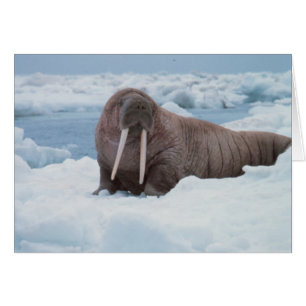 Adorable Walrus