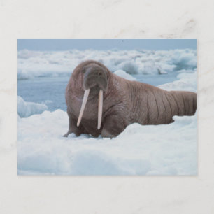 Adorable Walrus Postcard