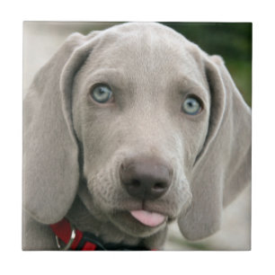 Adorable weimaraner puppy ceramic tile