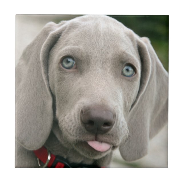 Adorable weimaraner puppy ceramic tile (Front)
