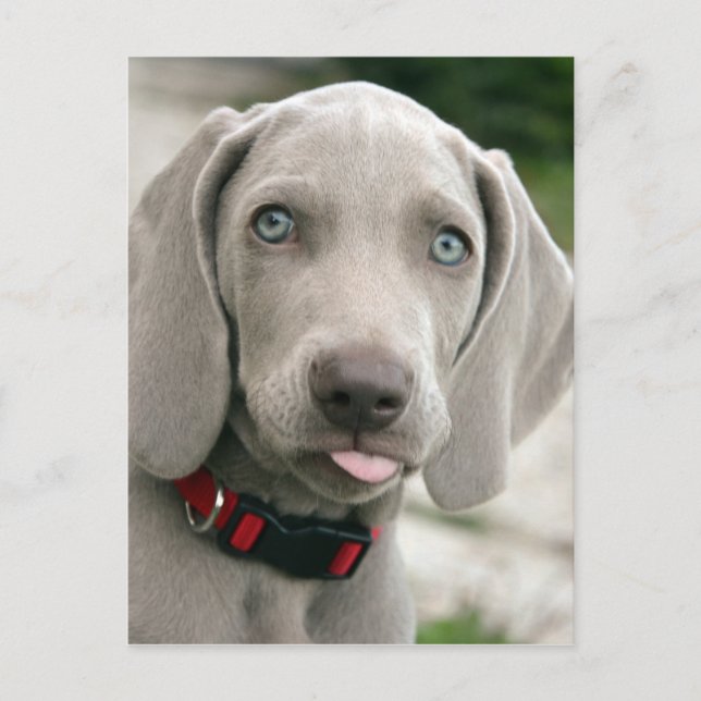 Adorable weimaraner puppy postcard (Front)