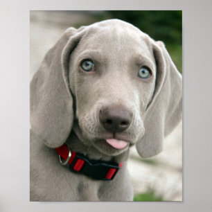 Adorable weimaraner puppy poster
