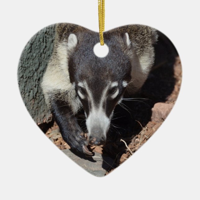 Adorable White Nosed Coati Ceramic Ornament (Front)