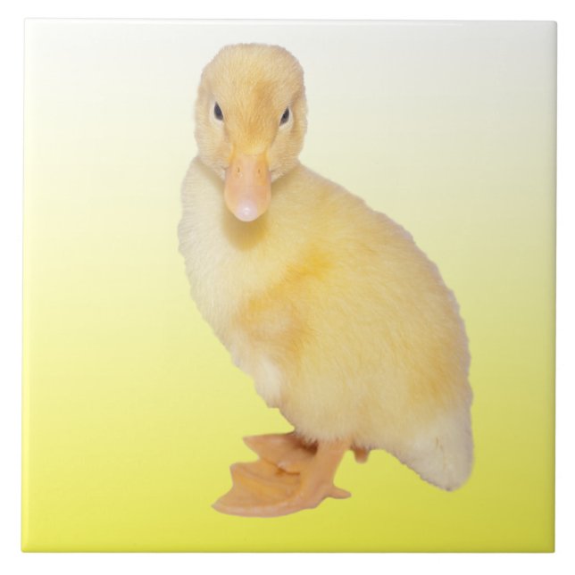 Adorable Yellow Duckling Photograph Ceramic Tile (Front)