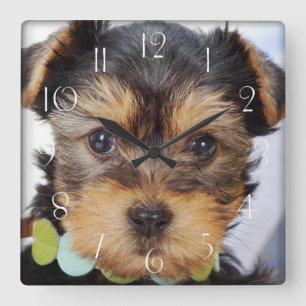 Adorable Yorkshire Terrier Square Wall Clock
