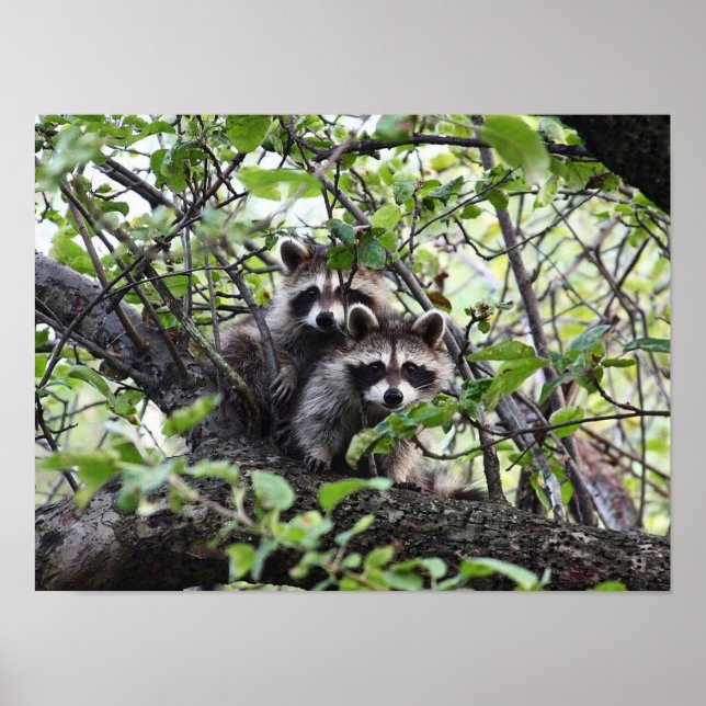 Adorable Young Racoon Pair In Tree Poster (Front)