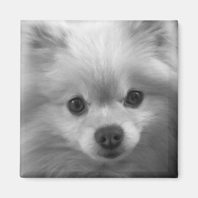 Adorably Cute Pomeranian Puppy Magnet (Front)