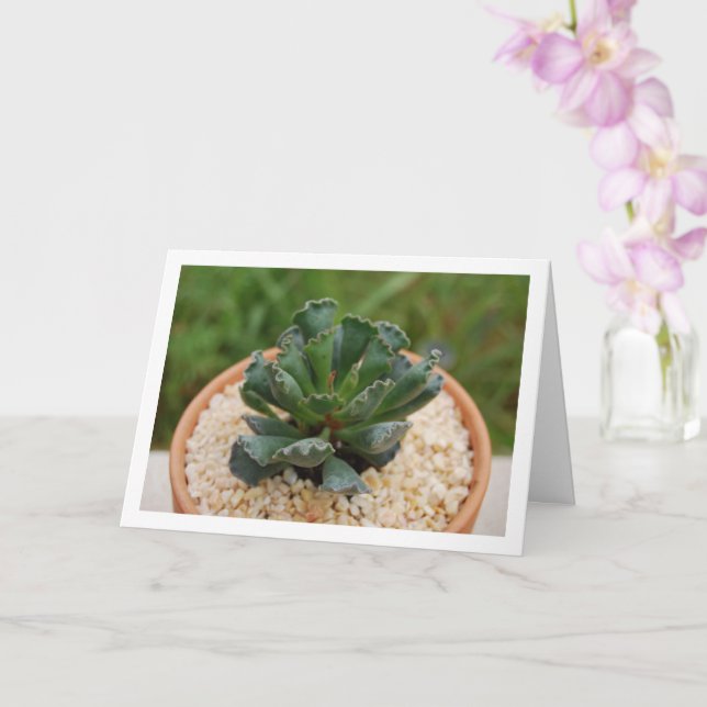 Adromischus Cristatus, Crinkle Leaf Succulent Card (Orchid)