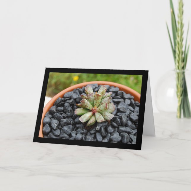 Adromischus, Succulent Plant Card (Front)
