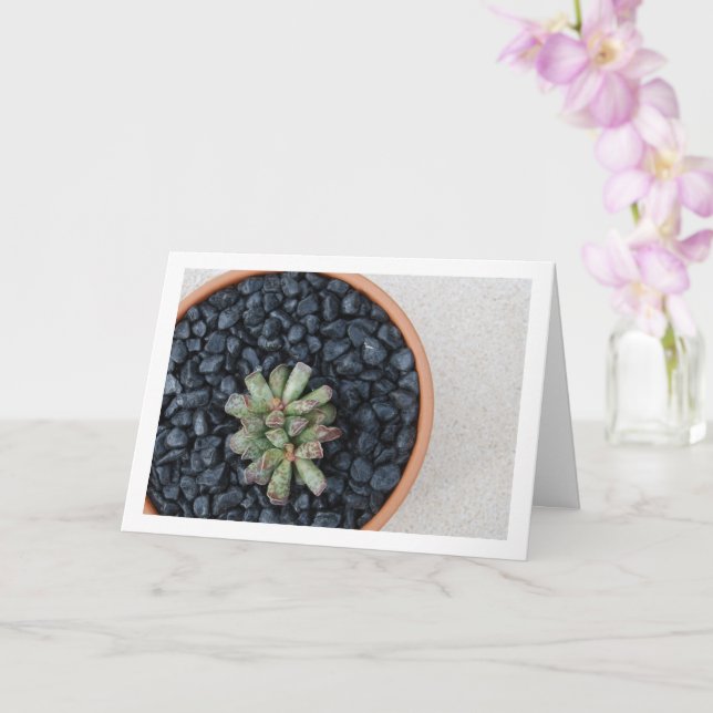 Adromischus, Succulent Plant in Pot Card (Orchid)