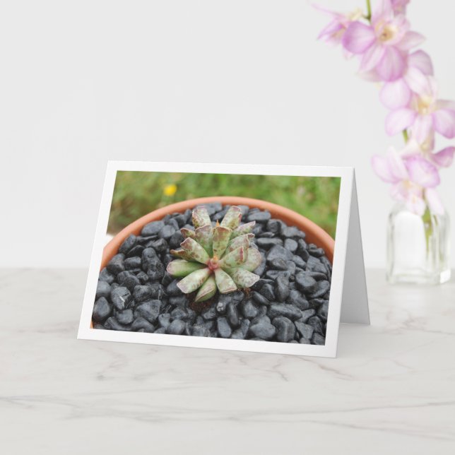 Adromischus, Succulent Plant in Pot Card (Orchid)