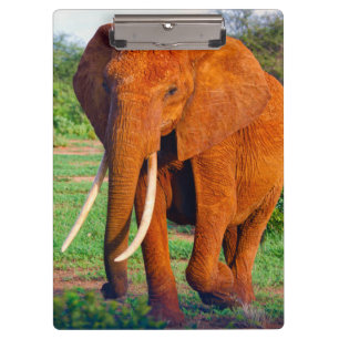 Adult African Elephant Photograph Clipboard