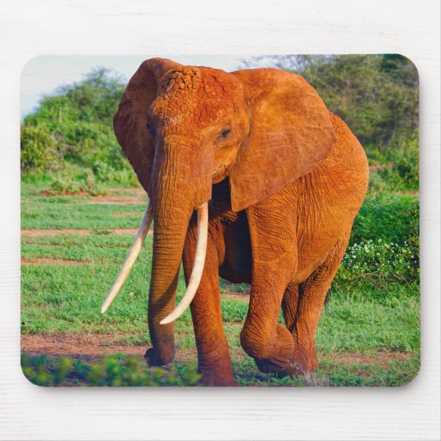 Adult African Elephant Photograph Mouse Pad (Front)
