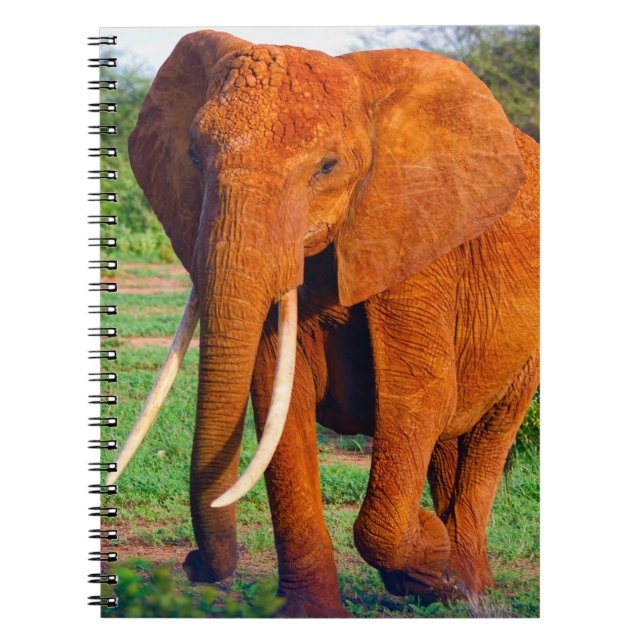 Adult African Elephant Photograph Notebook (Front)