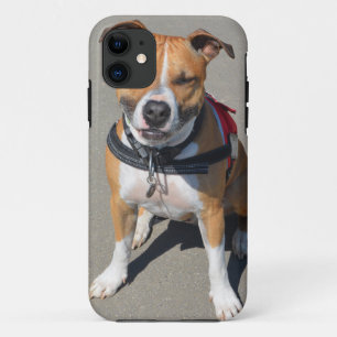 Adult American Staffordshire Terrier Dog iPhone 11 Case