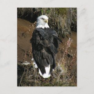 Adult Bald Eagle on Ballyhoo Mountain Postcard