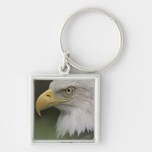 Adult Bald Eagle Portrait, Haliaeetus Key Ring