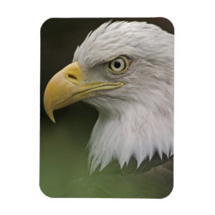 Adult Bald Eagle Portrait, Haliaeetus Magnet