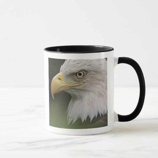 Adult Bald Eagle Portrait, Haliaeetus Mug (Right)