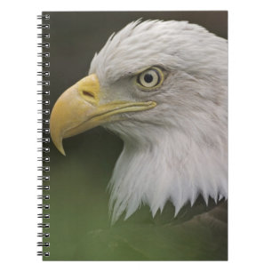 Adult Bald Eagle Portrait, Haliaeetus Notebook