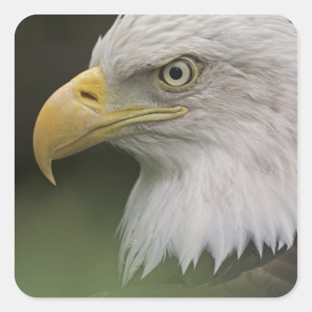 Adult Bald Eagle Portrait, Haliaeetus Square Sticker (Front)