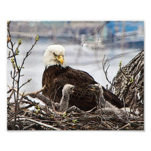 Adult Bald Eagle with eaglets Photo Print