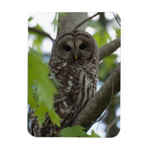 Adult Barred Owl Magnet