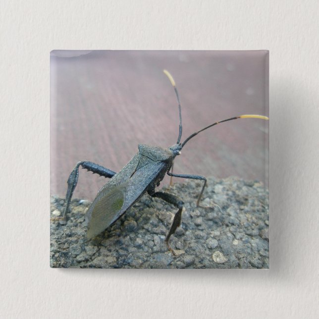 Adult Black Assasin Bug (Reduviid) Items 15 Cm Square Badge (Front)