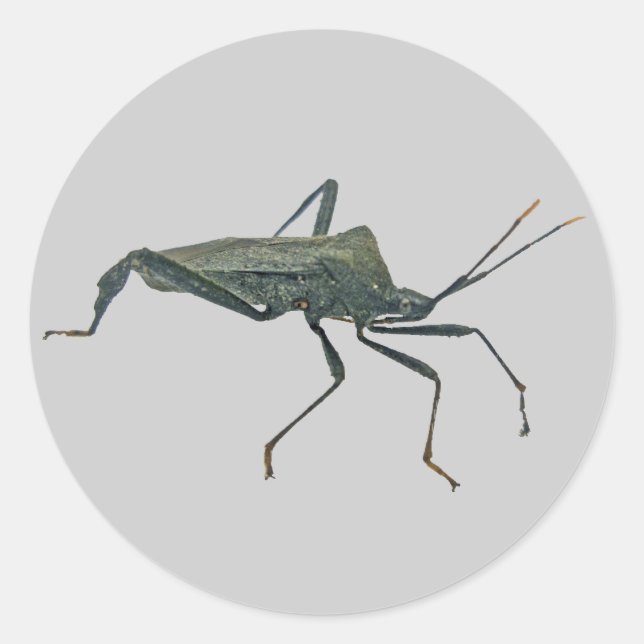 Adult Black Assasin Bug (Reduviid) Items Classic Round Sticker (Front)