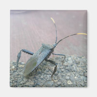 Adult Black Assasin Bug (Reduviid) Items