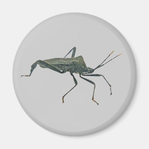 Adult Black Assasin Bug (Reduviid) Items Magnet