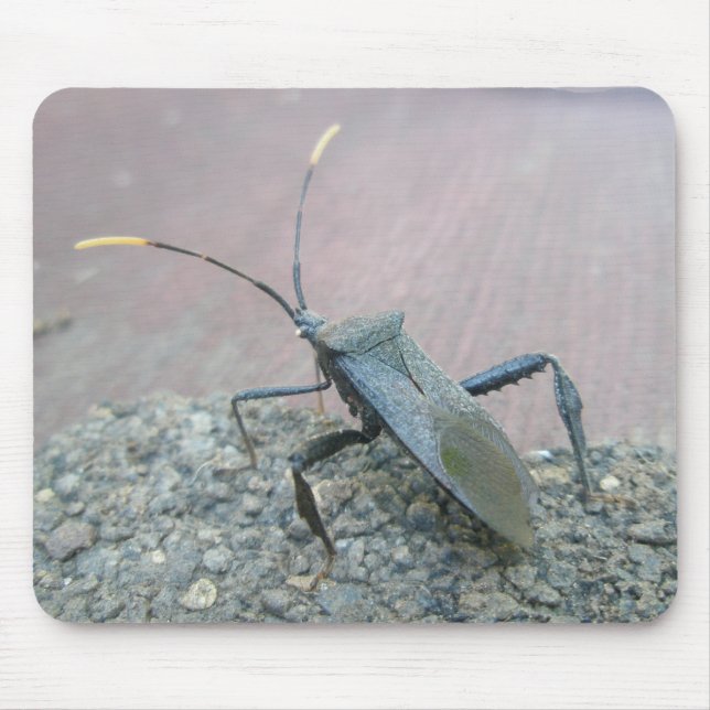 Adult Black Assasin Bug (Reduviid) Items Mouse Pad (Front)