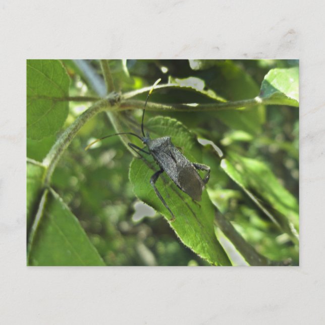 Adult Black Assasin Bug (Reduviid) Items Postcard (Front)