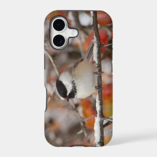 Adult Black-capped Chickadee in Snow