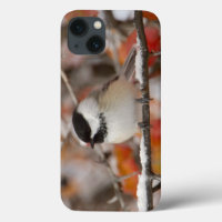 Adult Black-capped Chickadee in Snow
