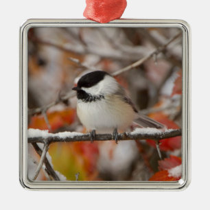 Adult Black-capped Chickadee in Snow Metal Tree Decoration