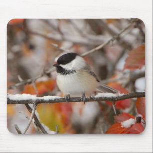 Adult Black-capped Chickadee in Snow Mouse Pad