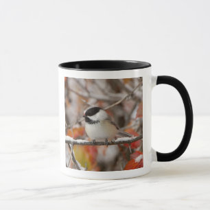 Adult Black-capped Chickadee in Snow Mug