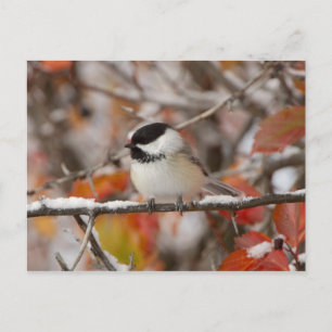 Adult Black-capped Chickadee in Snow Postcard