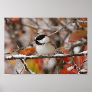 Adult Black-capped Chickadee in Snow Poster