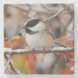 Adult Black-capped Chickadee in Snow Stone Coaster