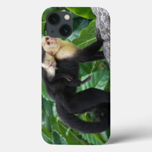 Adult Capuchin Monkey Carrying Baby On Its Back iPhone 13 Case