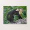 Adult Capuchin Monkey Carrying Baby On Its Back